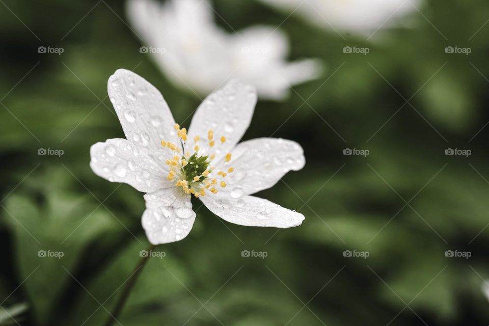 Close up or macro of a white flower with rain drops on