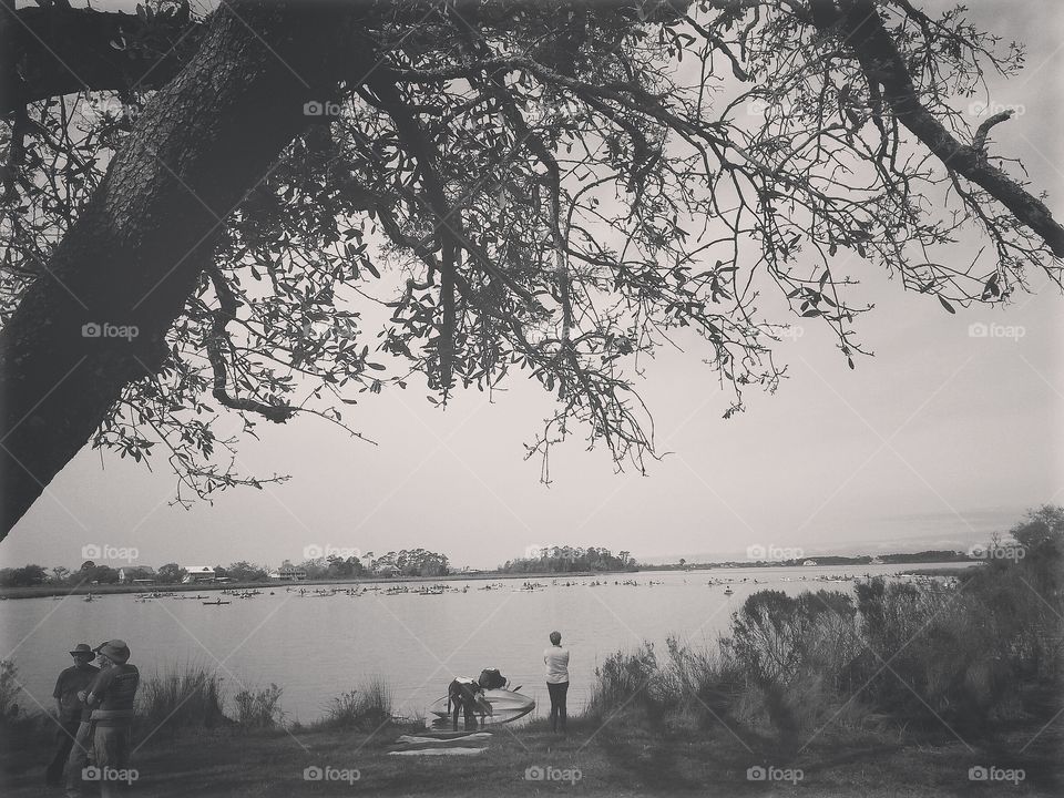 Tree, No Person, Landscape, People, Fog