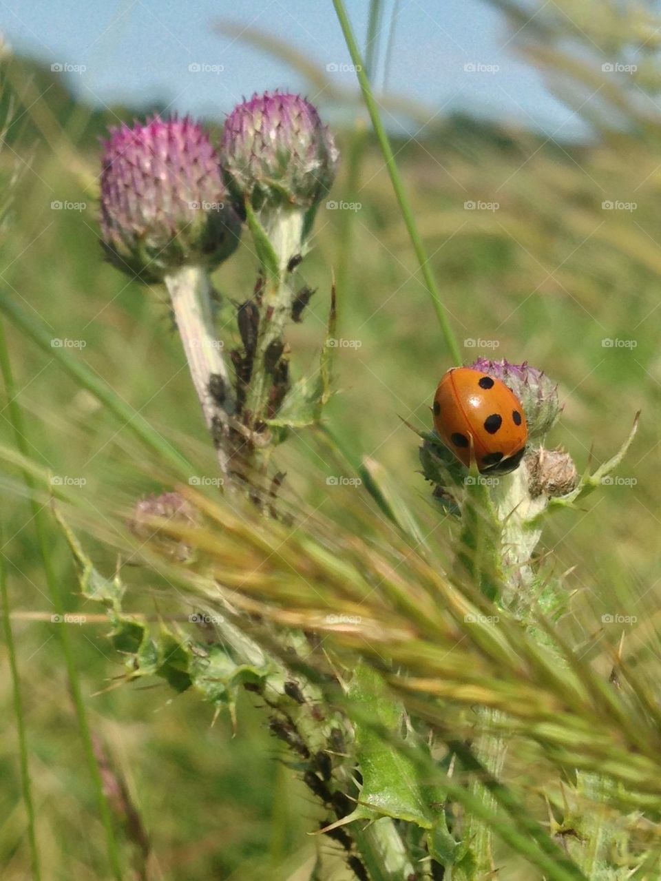 Ladybird