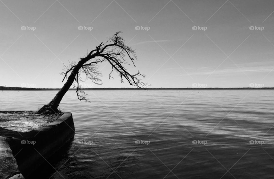 Lonely tree on the Garda Lake 