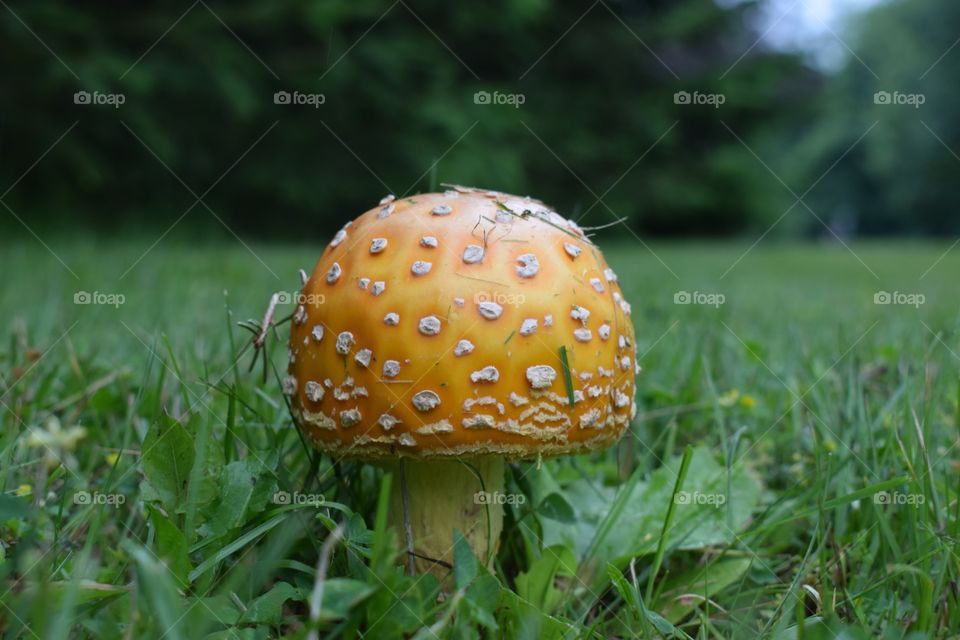 Mushroom 