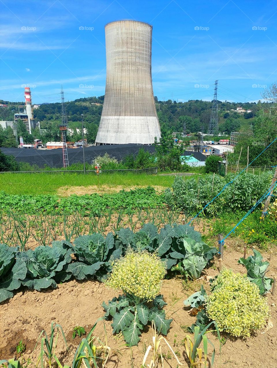Vegetables vs factory