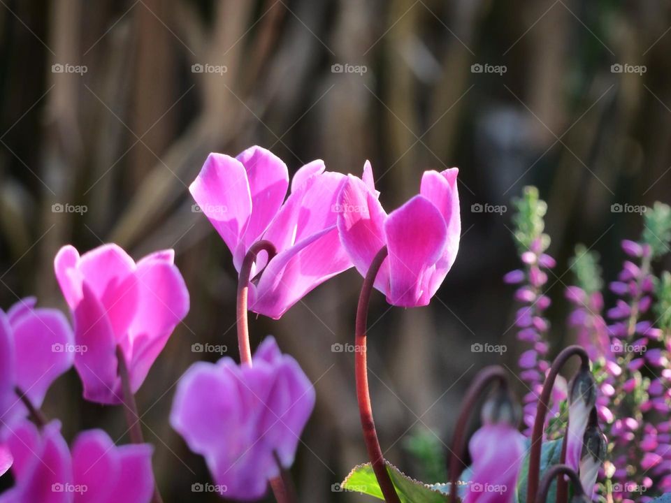 Pink Cyclamen