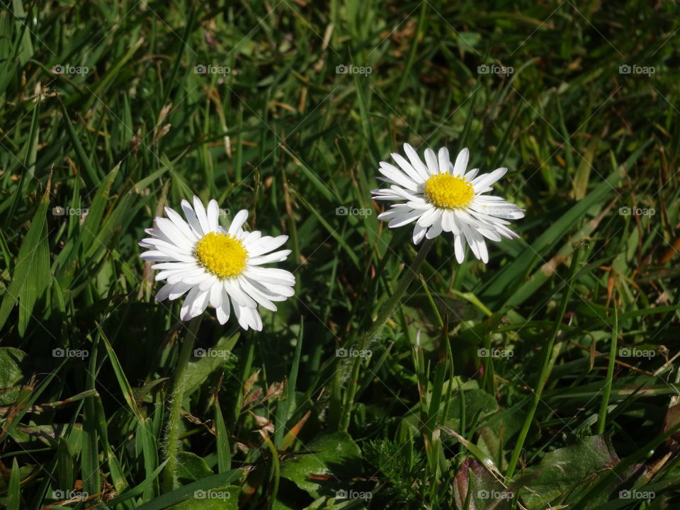 Daisy flowers blooming in field