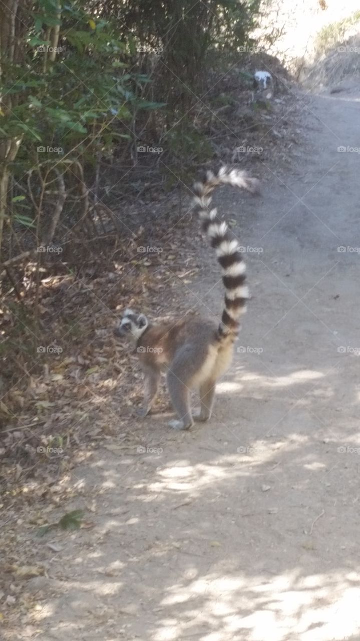 Ring-tailed lemur in Madagascar