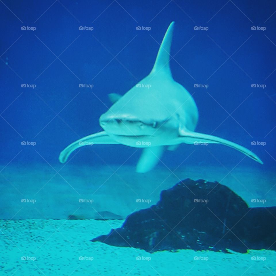 aquarium of Genova ~ shark