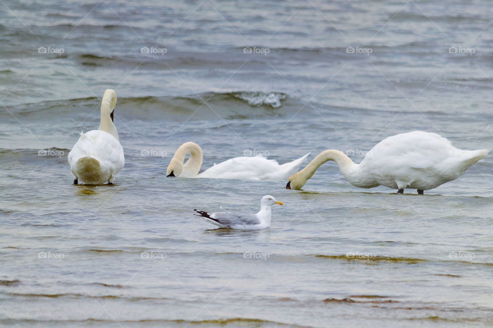 Bird, Water, Swan, Waterfowl, Wildlife