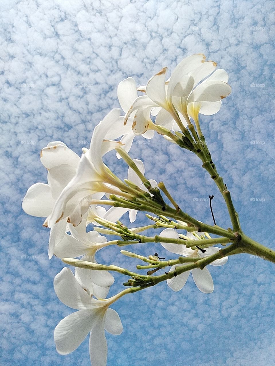 Flower and sky background