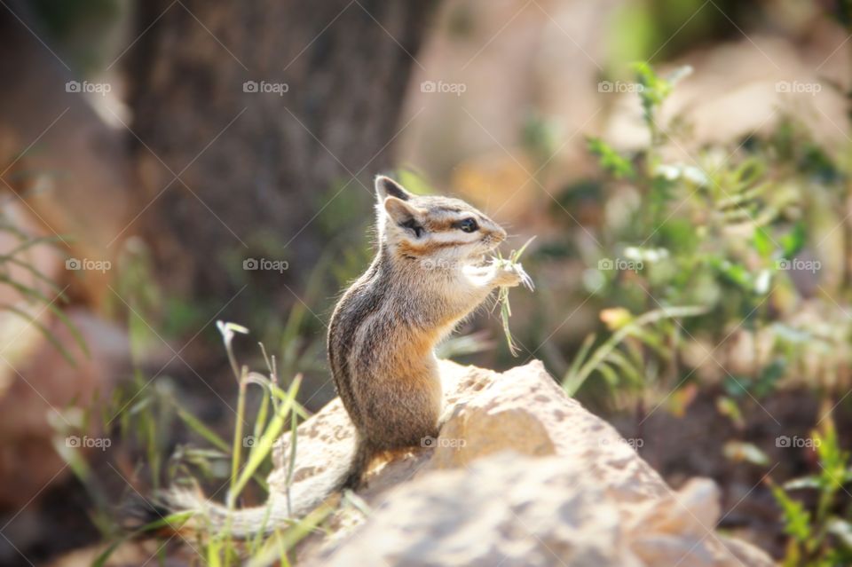 Chipmunk 