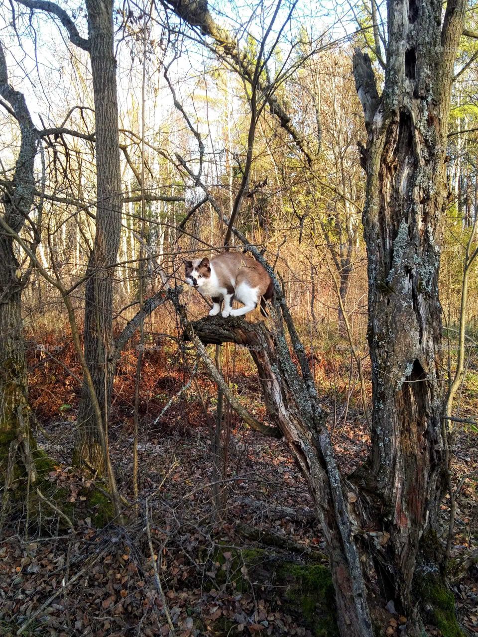 кошка на природе