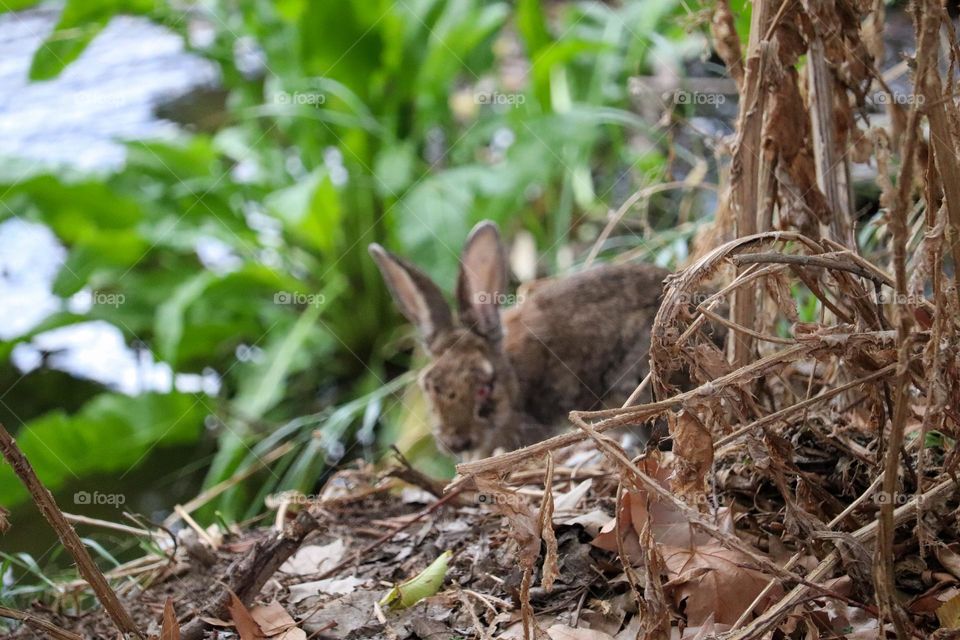 A wild rabbit in a wooded part of the city of Madrid