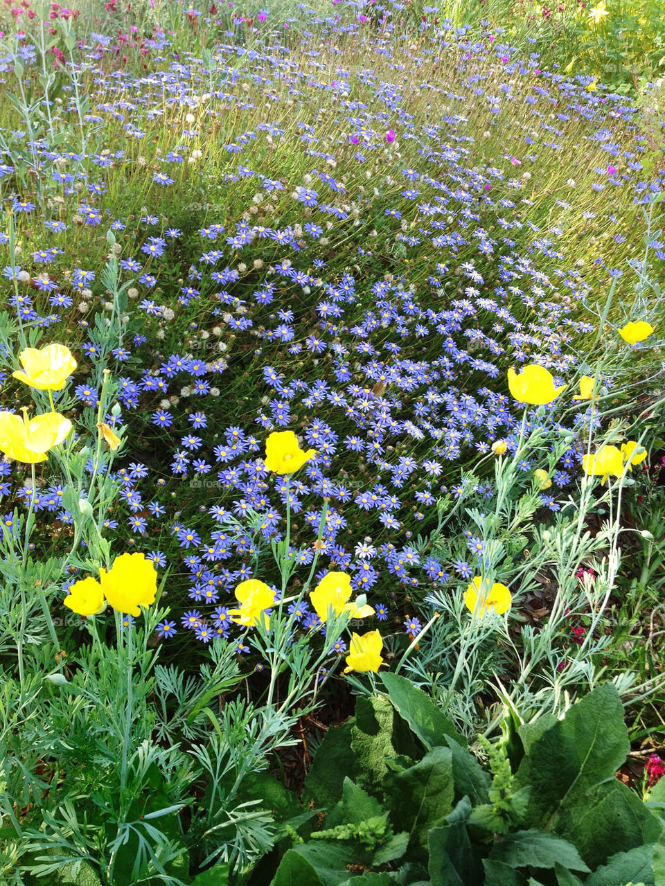 green spring flowers yellow by analia