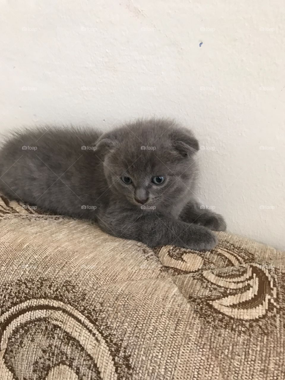Scottish Fold Cat :) or Scottish Fold - a breed of cats with a characteristic structure of the auricles that are bent forward and down. The cause of the unusual appearance of these cats is a gene mutation.
