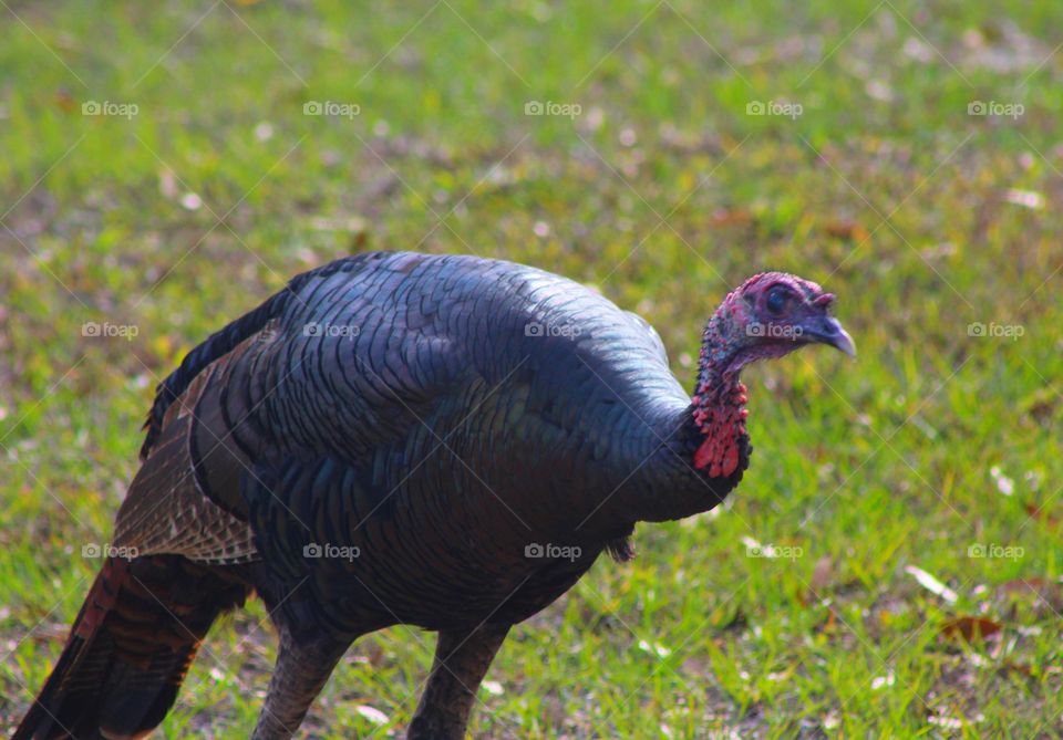 Lone turkey in the field