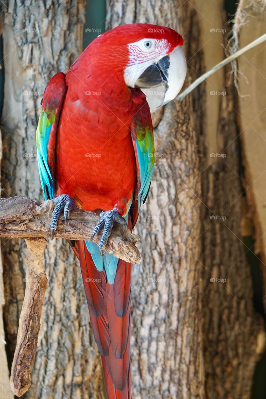 Multicolored parrot