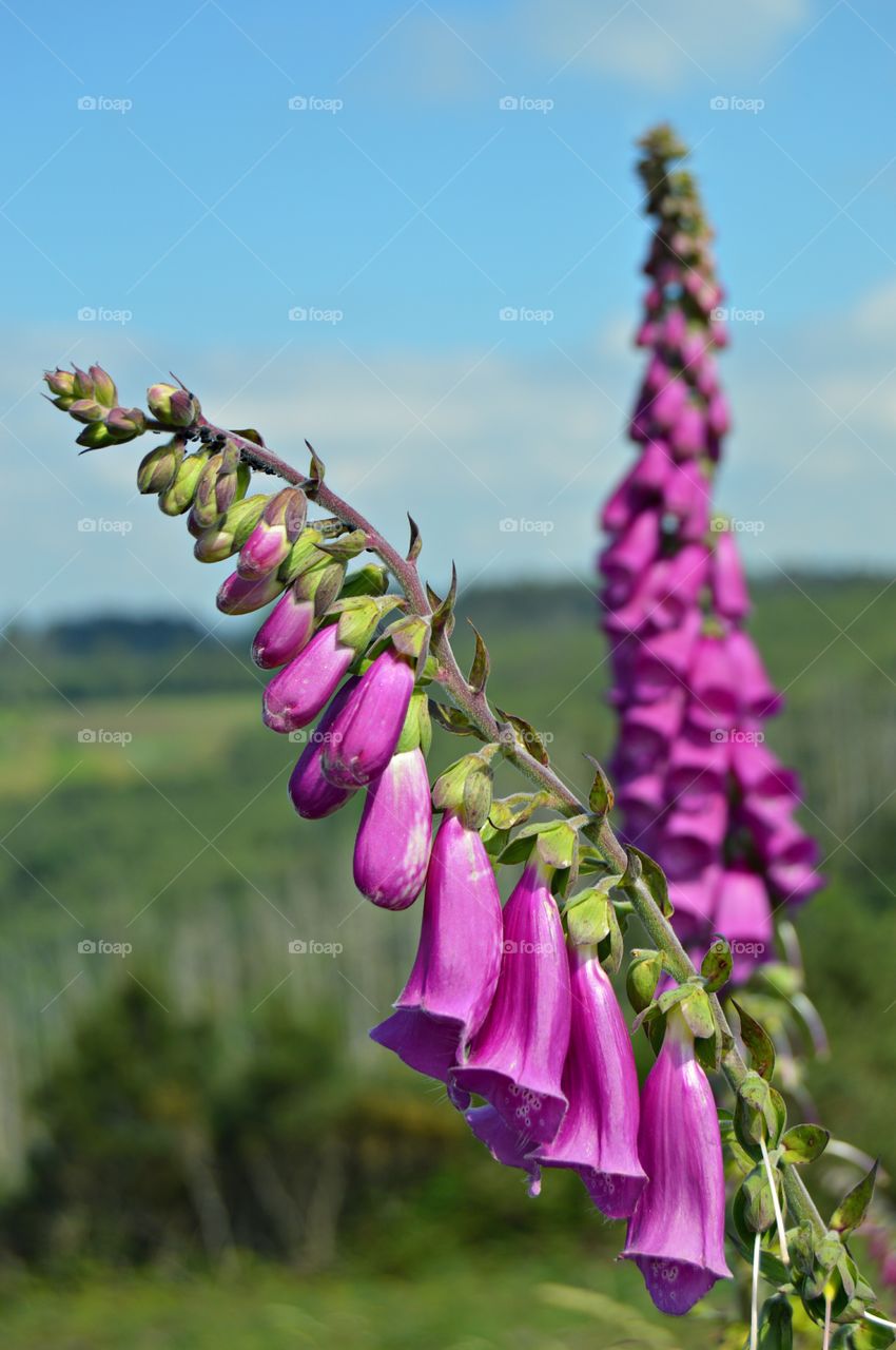 Foxglove hanging on branch