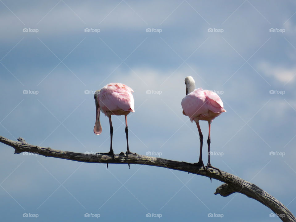 roseate spoonbills