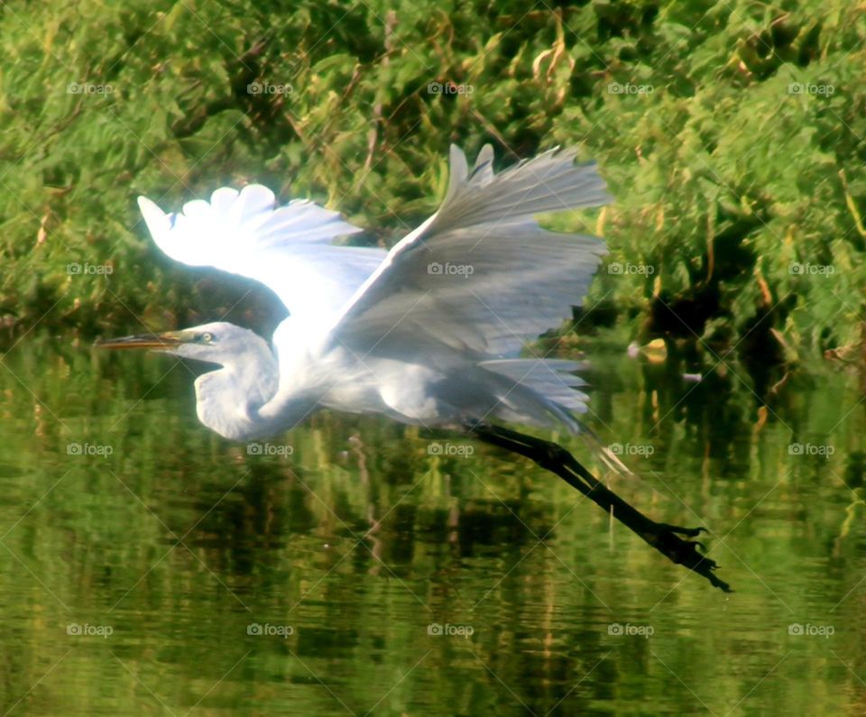 Great White Egret in Flight