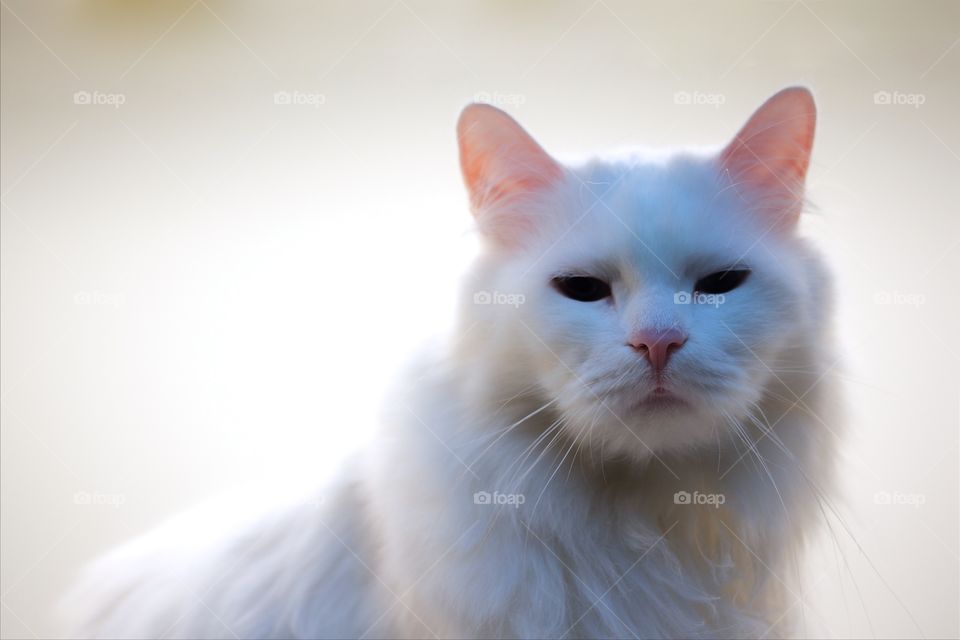 Close-up of white norwegian forest cat