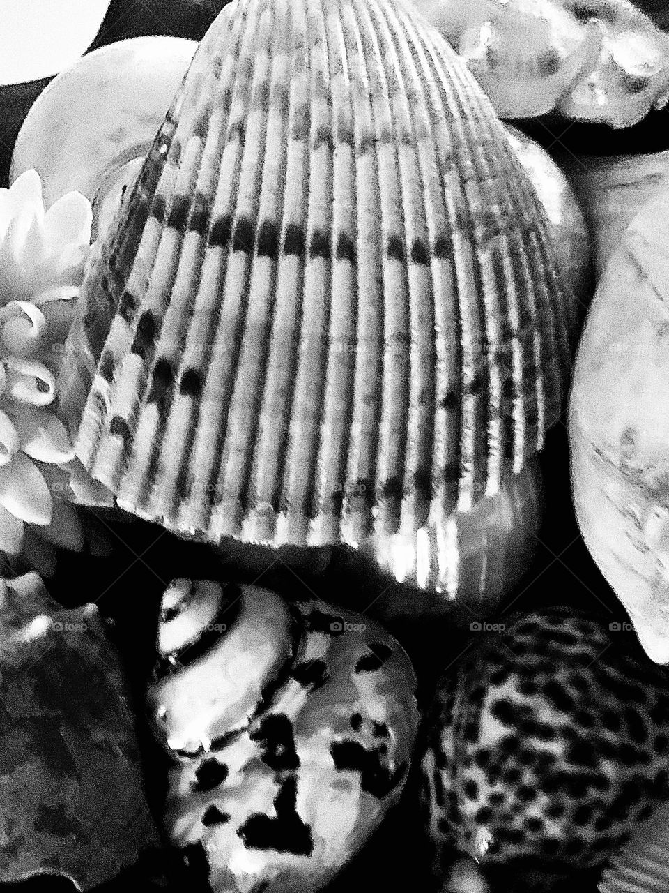 B&w shells 