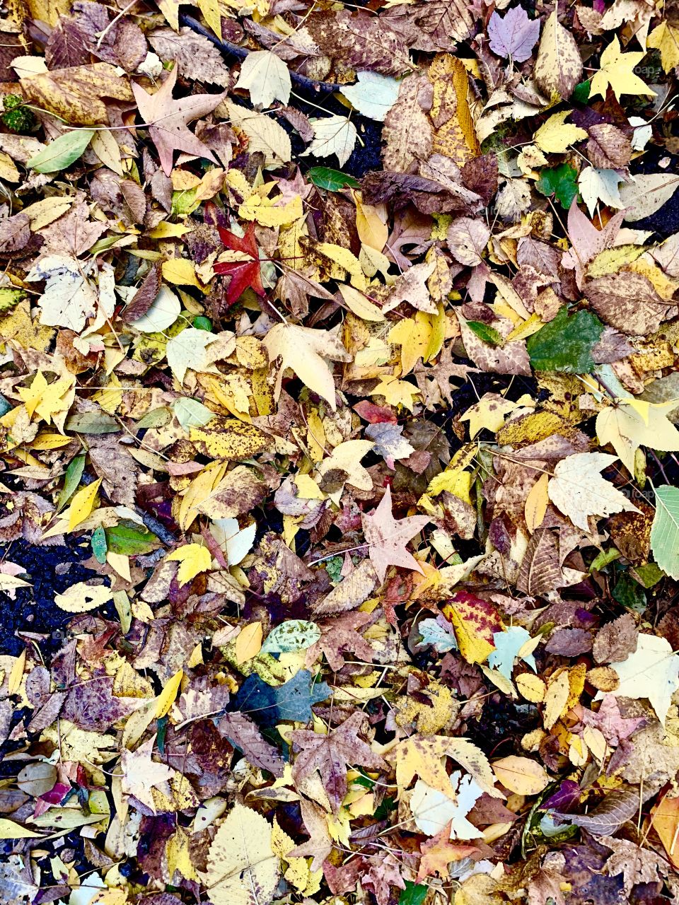 Fall 2018 Foliage at Central Park in New York