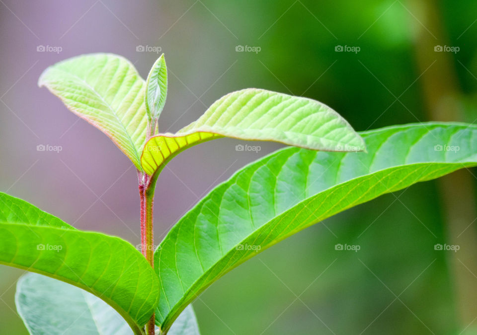 guava leaves