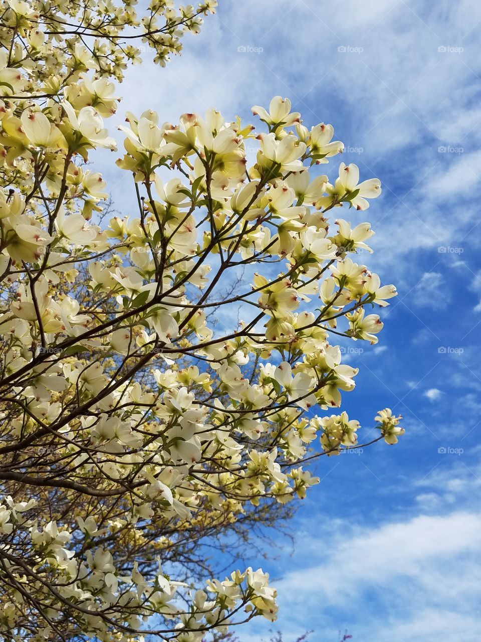 dogwood tree blossoms