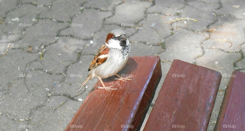 No Person, Bird, Nature, Wildlife, Outdoors