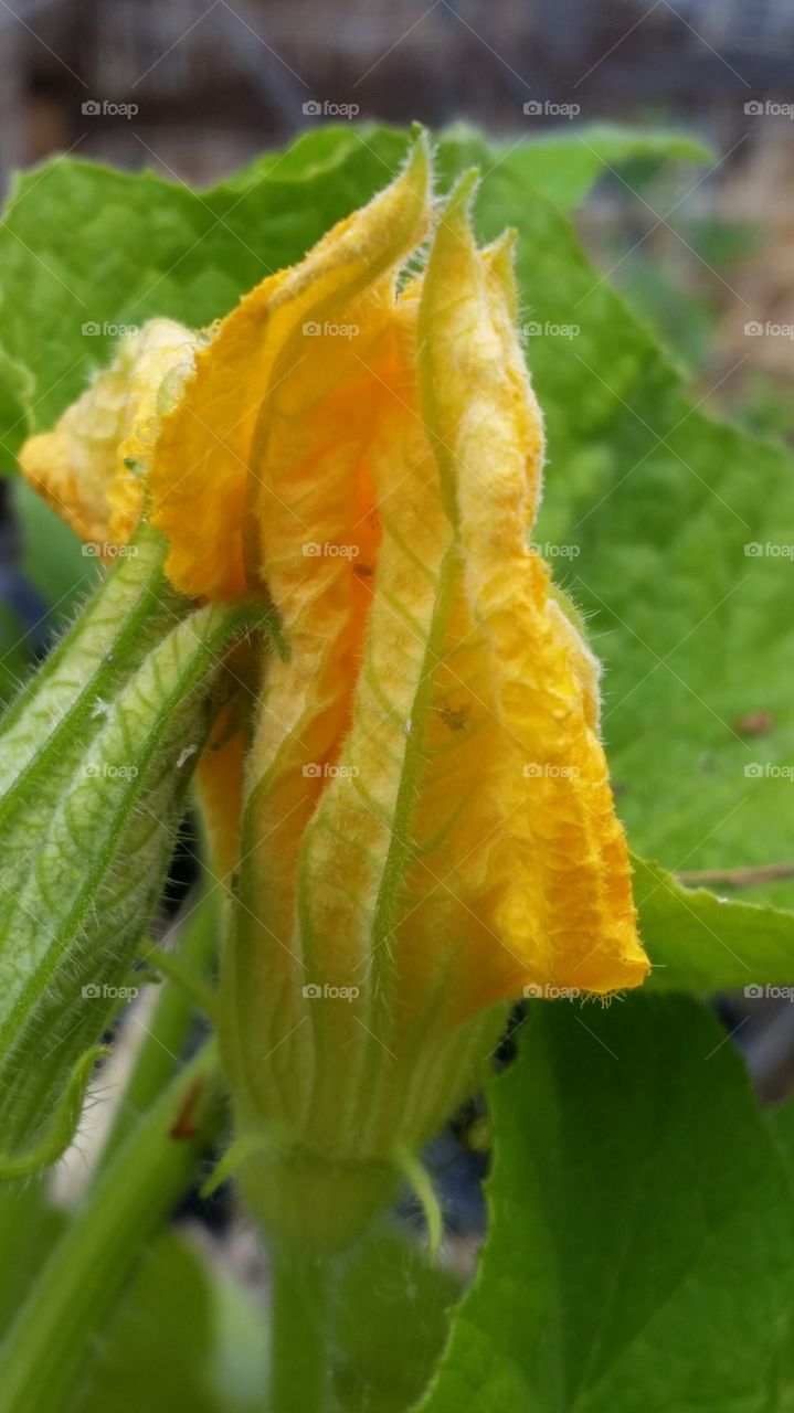 yellow pumpkin blossom