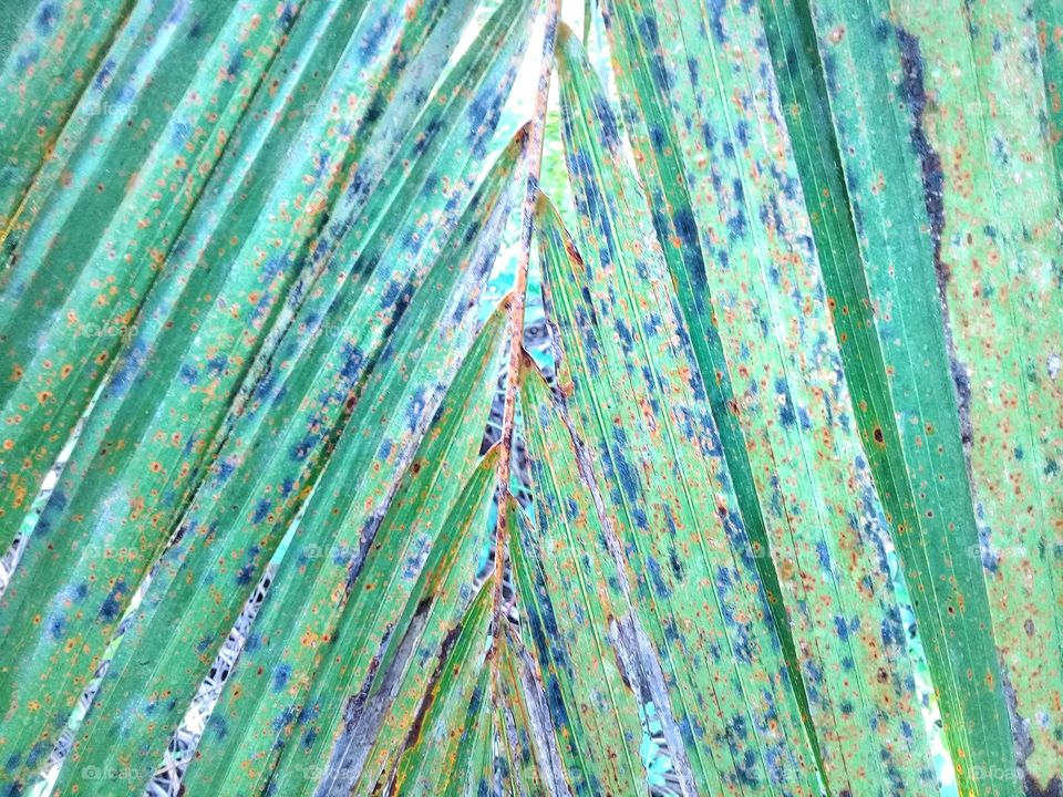 palm oil potasium deficiency