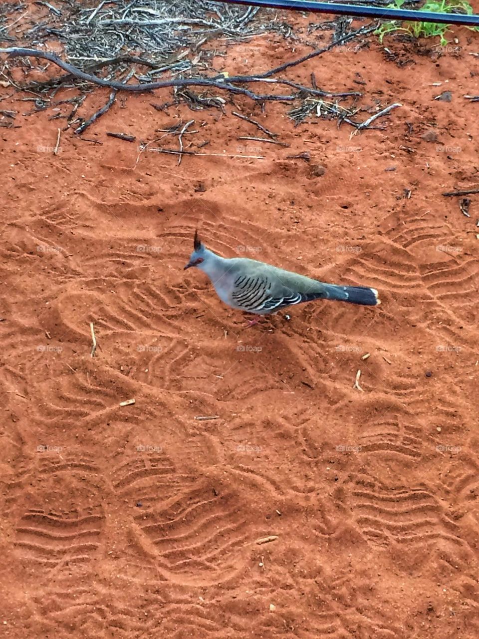 Australian bird, in the desert
