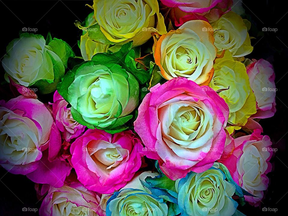 Rainbow roses