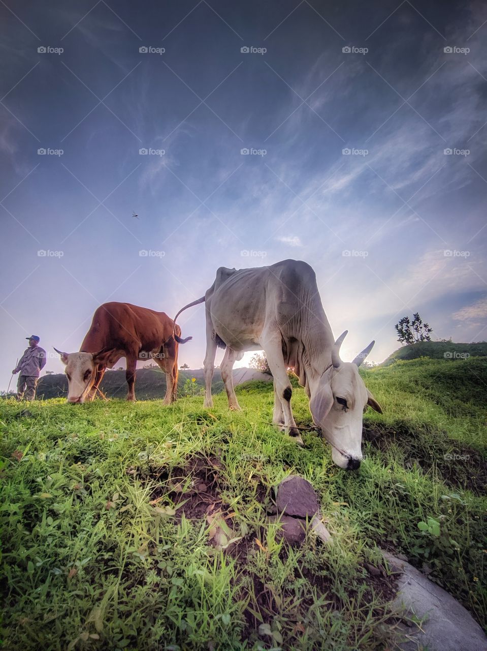 cow