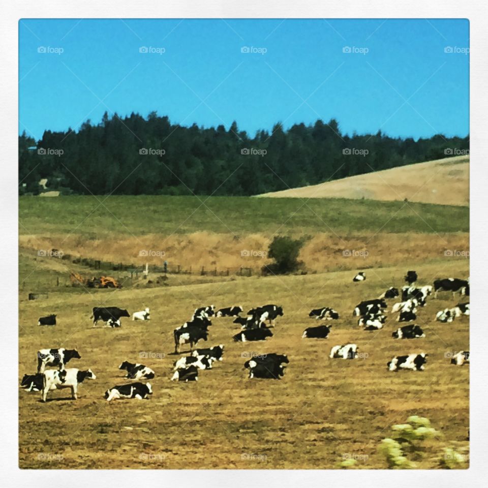 California cows 
