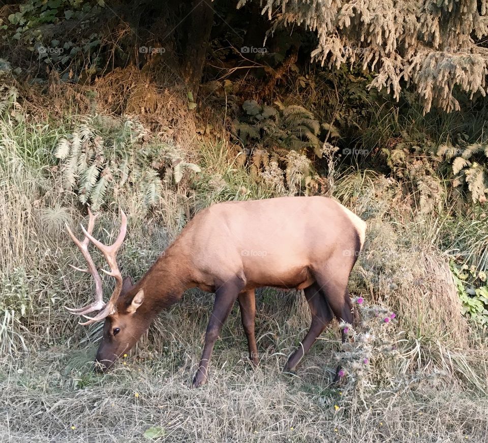 Elk Grazing