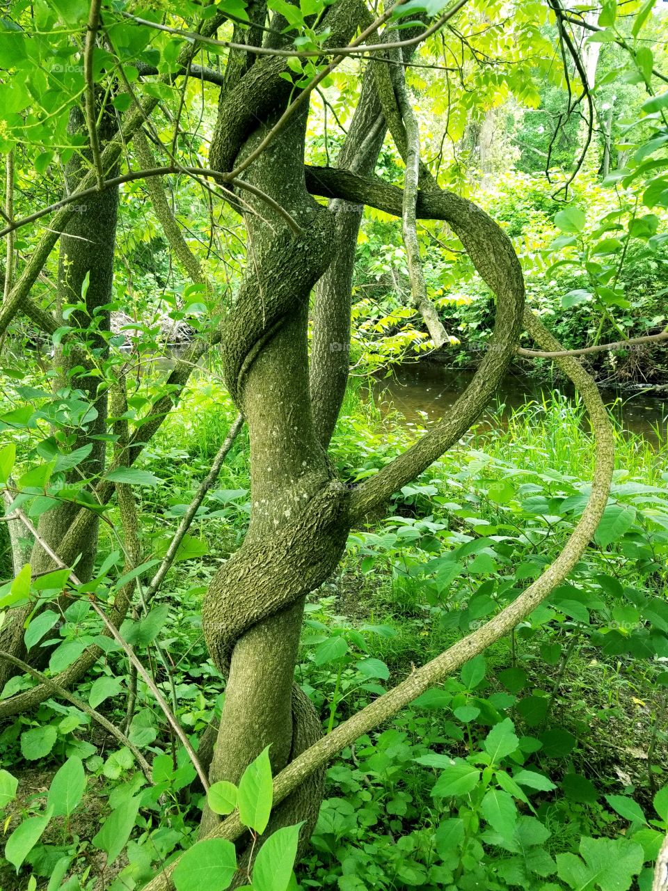 Intertwined trees
