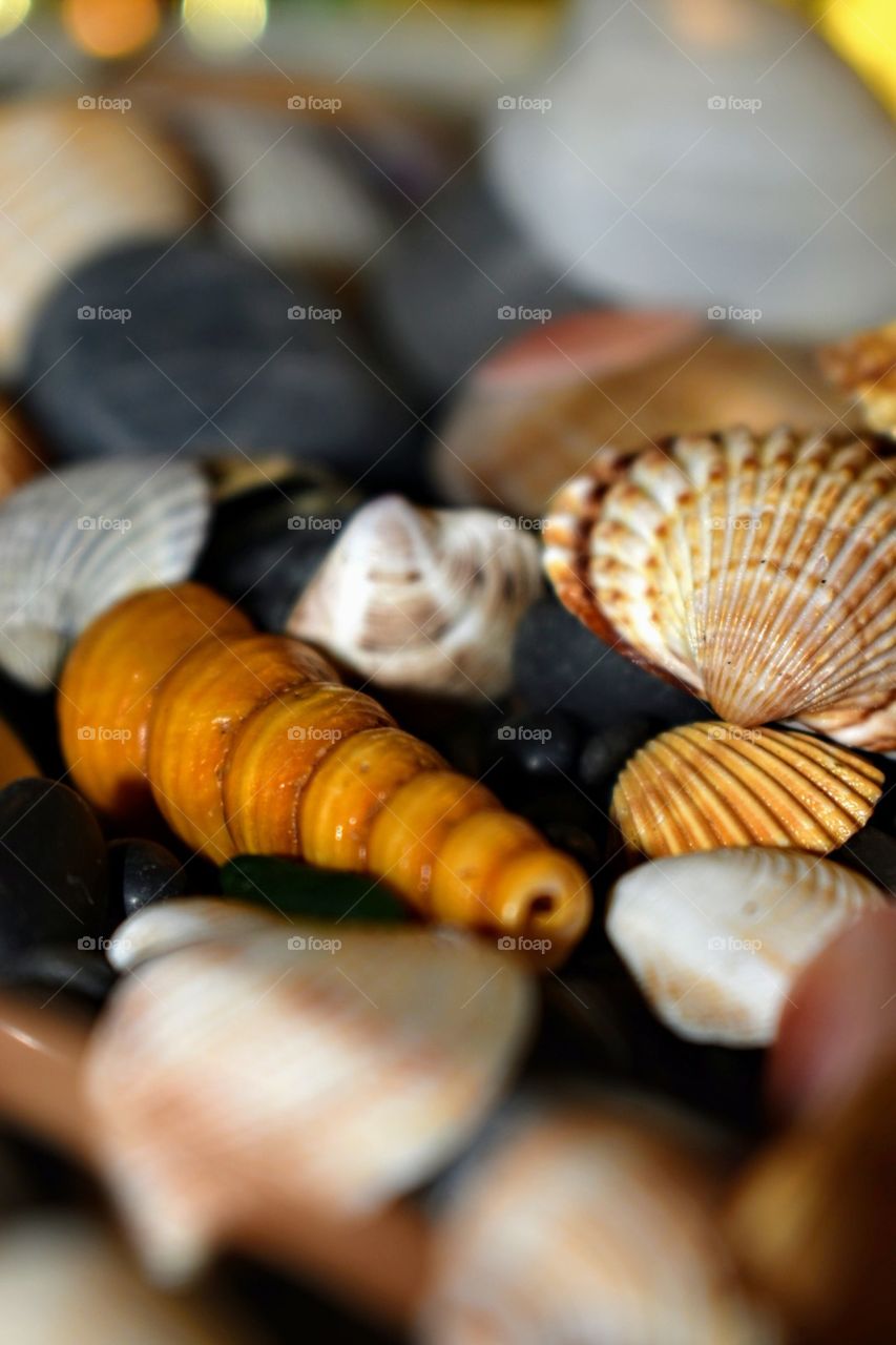 Sea shells