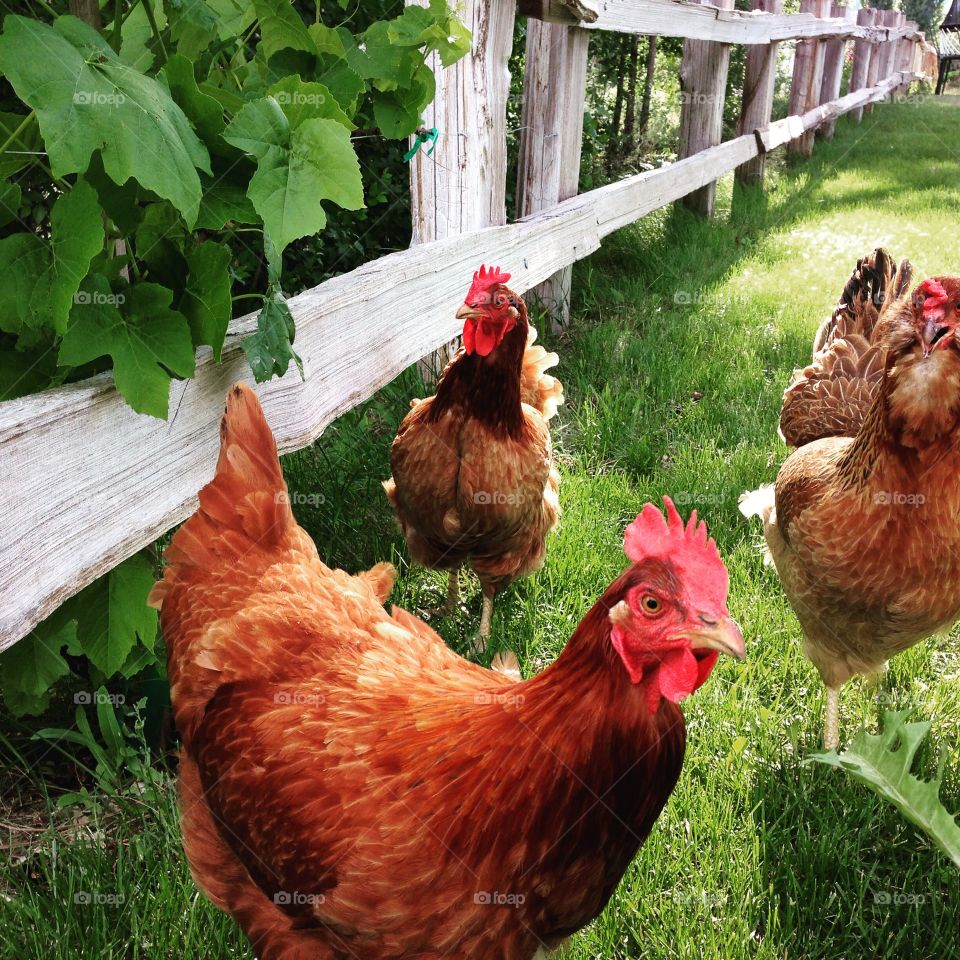 The girls. Chickens in the yard