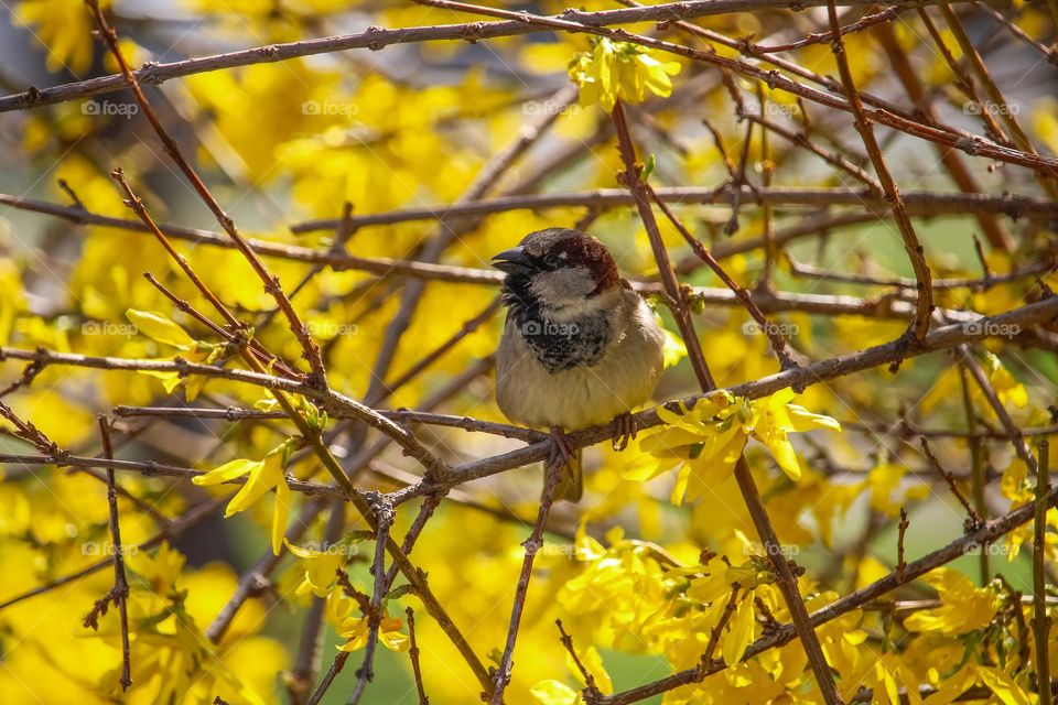 Sparrow bird is on the yellow blooming tree