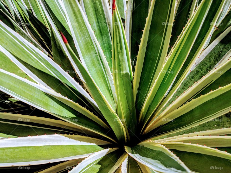 Cactus, Leaf, Flora, Tropical, Succulent