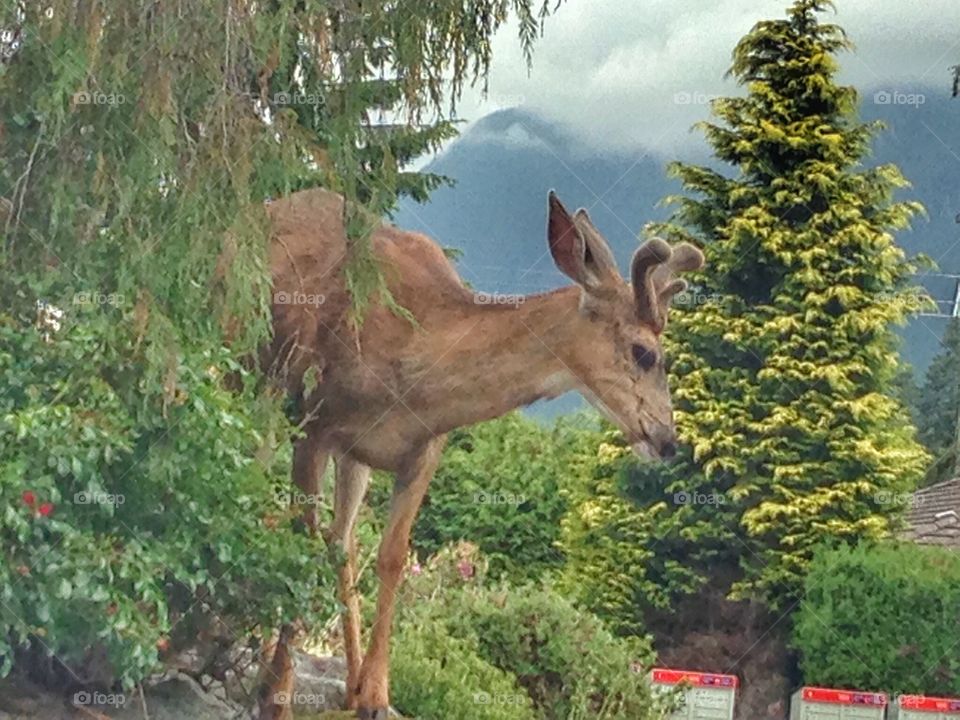 A visitor this morning. Young buck with new antlers in residential area