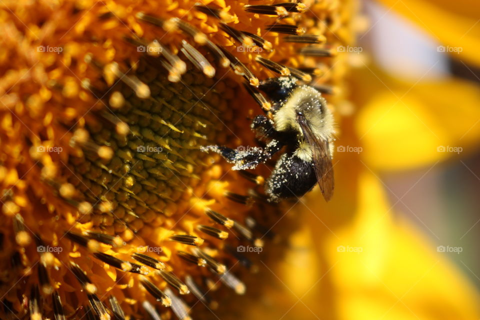Closeup of a sunflower and bumblebee with pollen on it.  