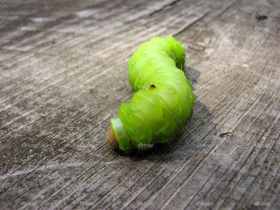 Wiggly caterpillar

