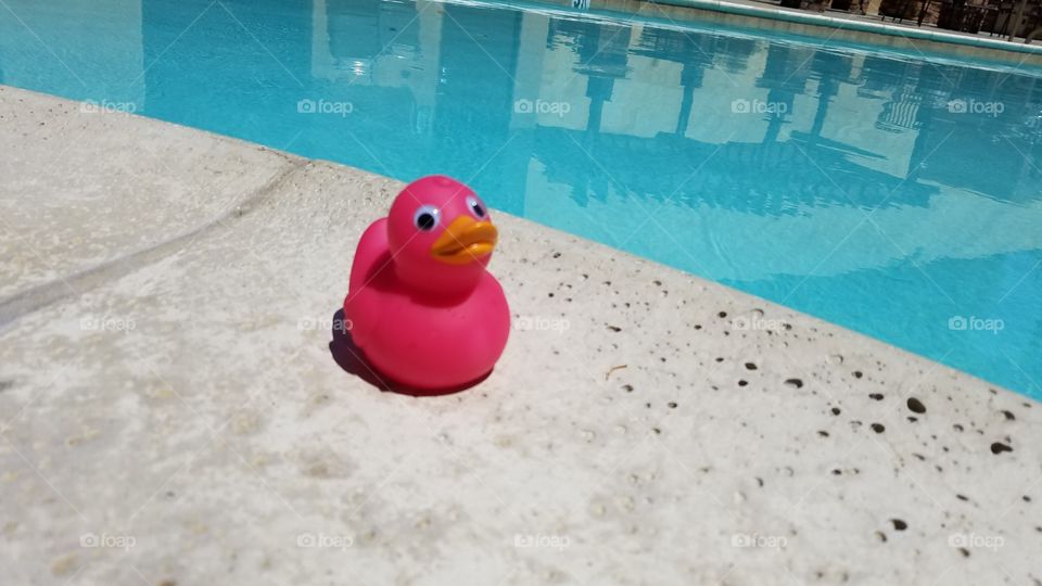 Pink duck at the pool