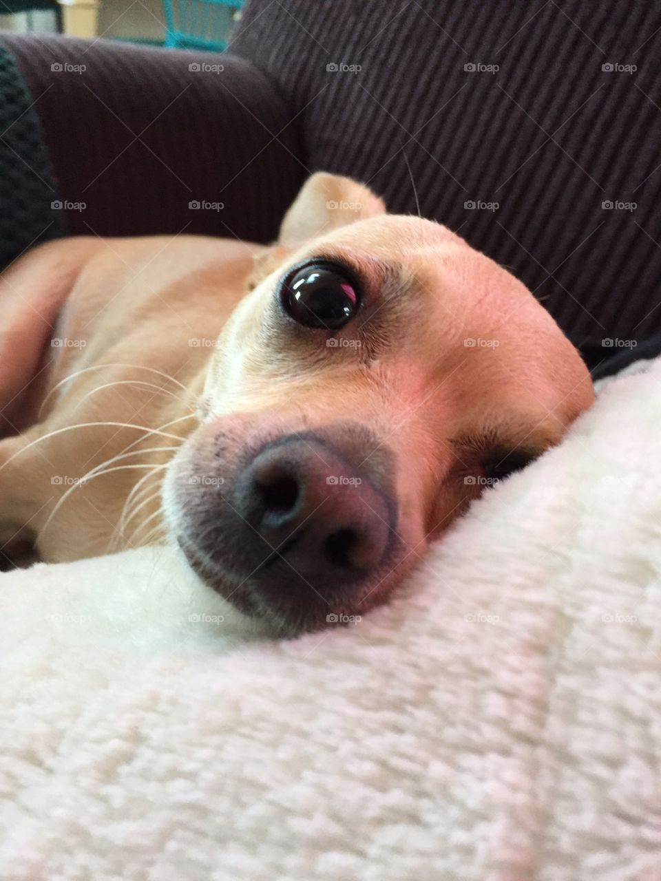 Resting Chihuahua
