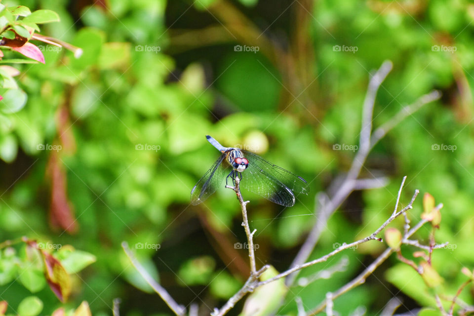 Dragonfly 
