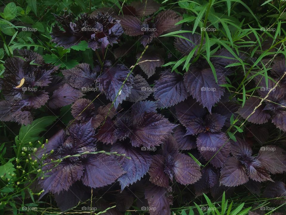 Macro photo of a summer plant