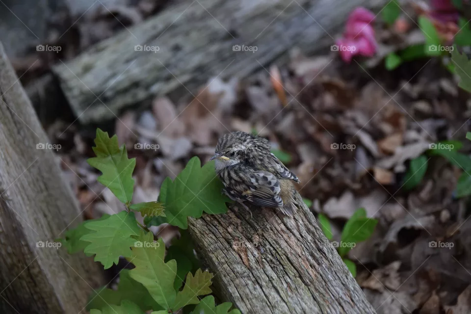 Vogelküken