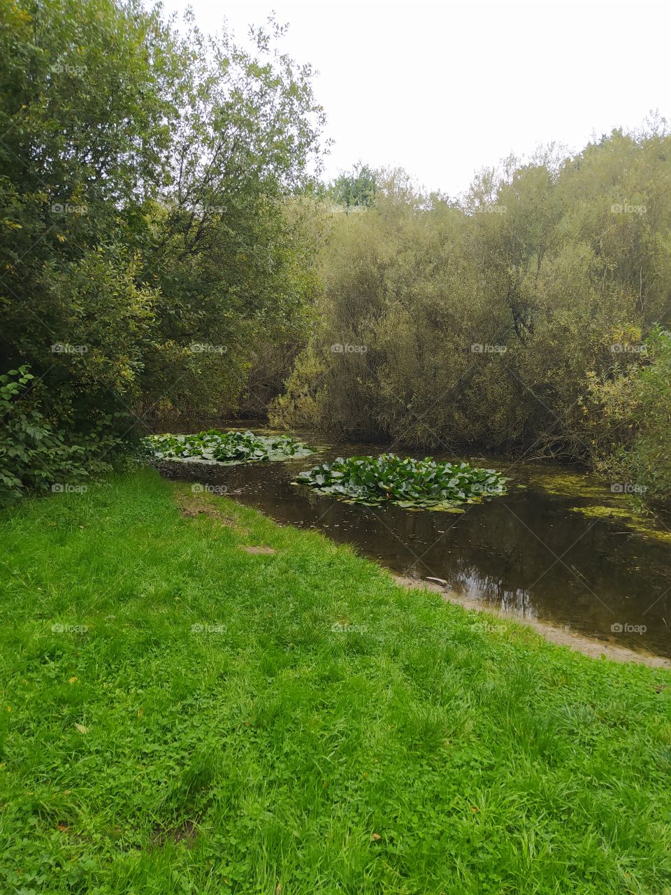 water lilies on the pond