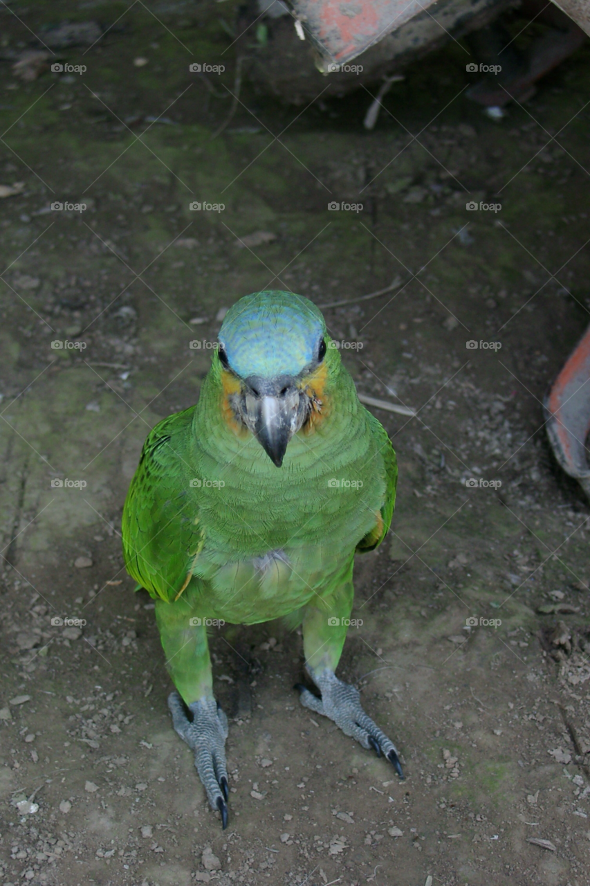 green bird parrot by izabela.cib